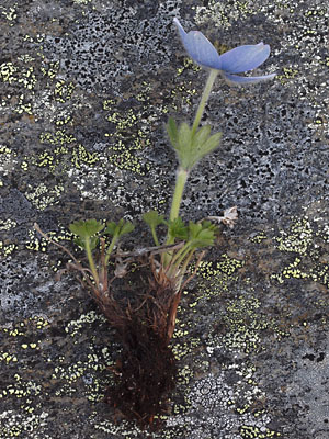 Anemone multiceps