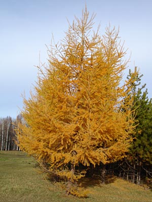 Larix laricina