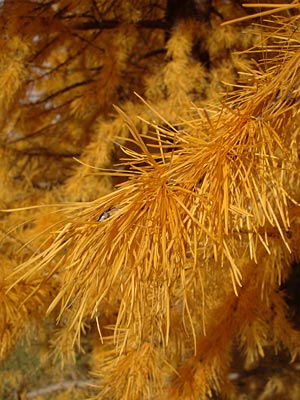 Larix laricina