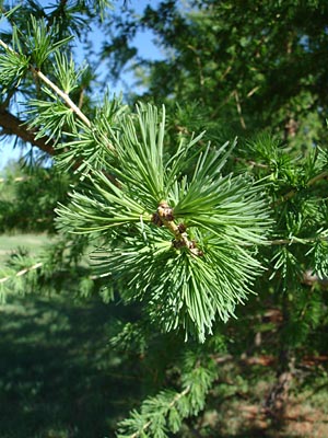 Larix laricina