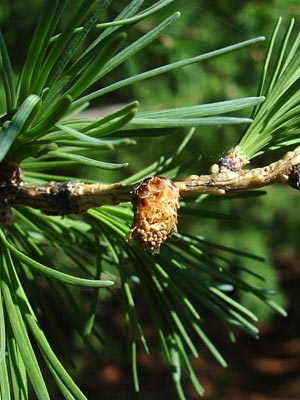 Larix laricina