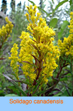 Solidago canadensis