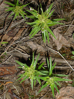 Collomia linearis