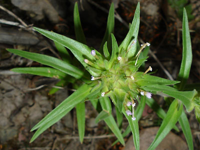 Collomia linearis