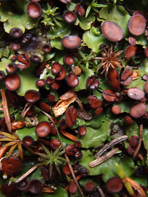 Peltigera venosa