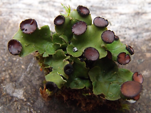 Peltigera venosa