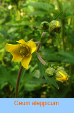 Geum aleppicum