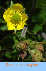 Geum macrophyllum