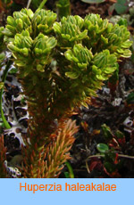 Huperzia haleakalae