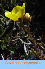 Saxifraga platysepala