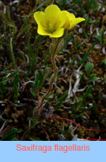 Saxifraga flagellaris