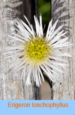 Erigeron lonchophyllus