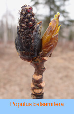 Populus balsamifera