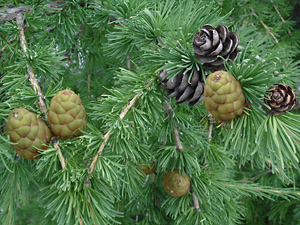 Larix laricina