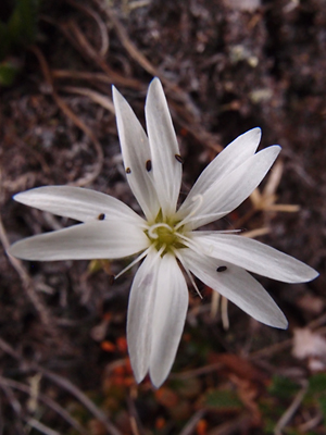 Stellaria longipipes