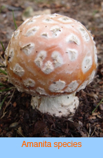 Amanita species