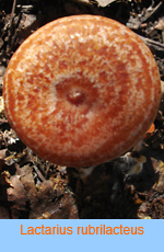 Lactarius rubrilacteus