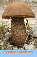 Leccinum aurantiacum