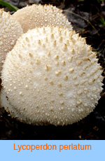 Lycoperdon perlatum