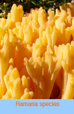 Ramaria species