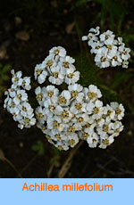 Achillea millefolium