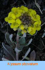 Alyssum obovatum