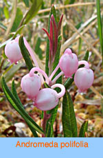 Andromeda polifolia