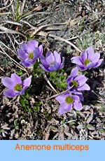 Anemone multiceps