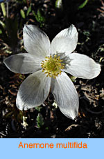 Anemone multifida