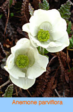 Anemone parviflora