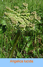 Angelica lucida