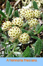 Antennaria friesiana