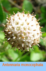 Antennaria monocephala