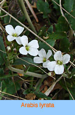 Arabis lyrata