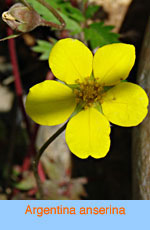 Potentilla anserina