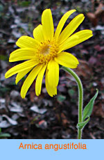 Arnica angustifolia