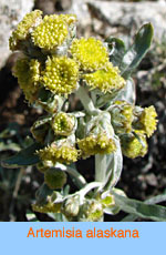 Artemisia alaskana