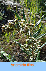 Artemisia tilesii