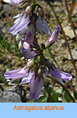 Astragalus alpinus