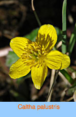 Caltha palustris