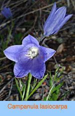 Campanula lasiocarpa