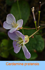 Cardamine pratensis