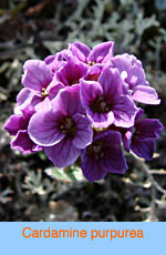 Cardamine purpurea