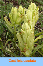 Castilleja caudata