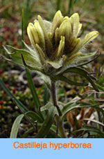 Castilleja hyperborea