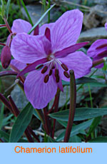 Chamerion latifolium