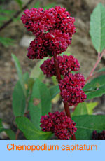 Chenopodium capitatum