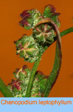 Chenopodium leptophyllum