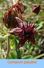 Potentilla palustris