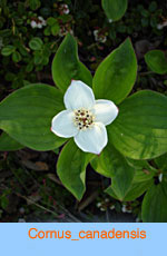 Cornus canadensis